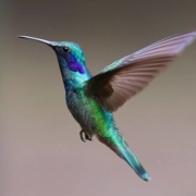hummingbird-affects-seo-writing-copywriter-collective