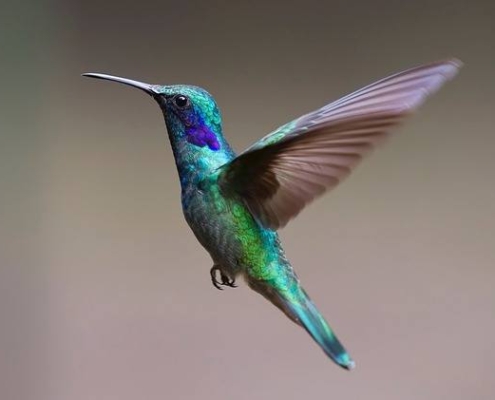 hummingbird-affects-seo-writing-copywriter-collective