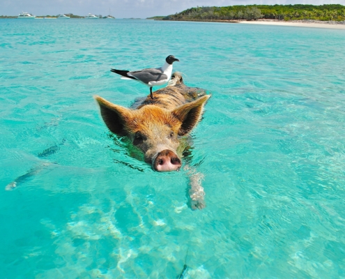 therapy-pig-theory-creative-business-copywriter-collective