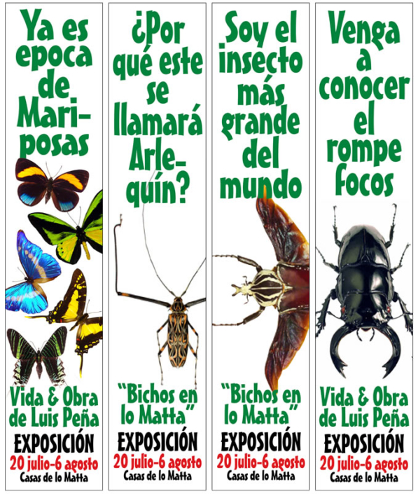 insects-gerard-dutch-copywriting-santiago-spain-copywriter-collective