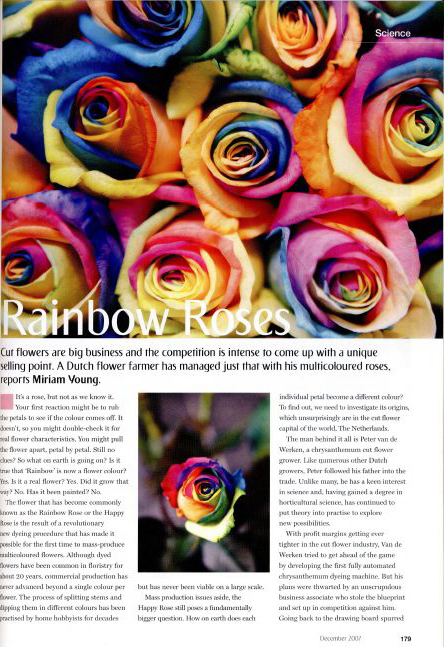 rainbow-roses-miriam-english-copywriting-haarlem-netherlands-copywriter-collective