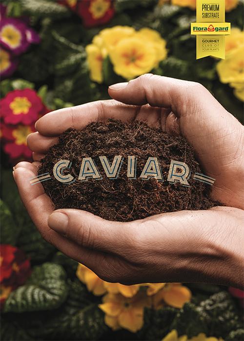 Caviar David Spanish Copywriter London Copywriter Collective