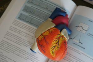 Heart model to explain how the heart works to patients sitting on a text book
